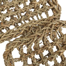 Hot Reptile Lizard Bearded