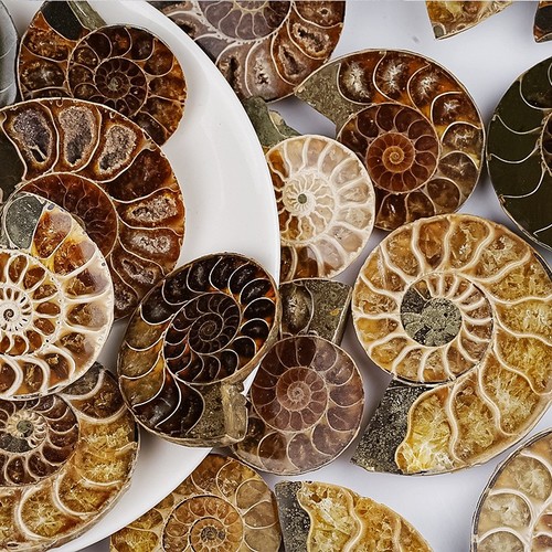 Natural ammonite fossil - natural,