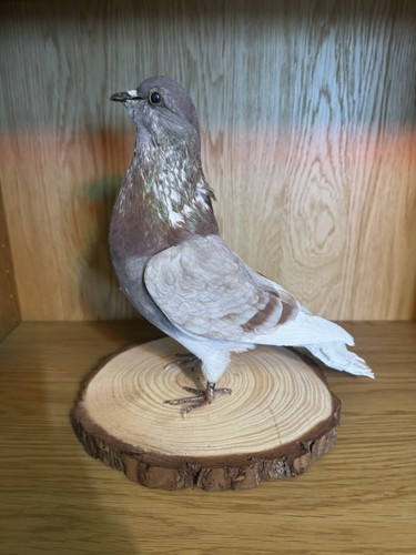 White brown grey tinted - ,