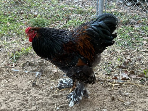 Xtra porcelain brahma 100 - 8+3,