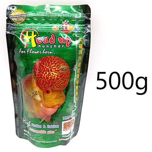 500g okiko flowerhorn - okiko, up