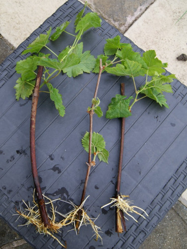 White grape vine rooted - white,