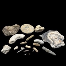 1kg british fossil - 1kg, dorset