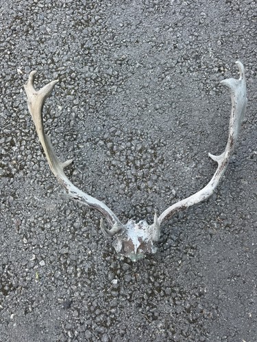 Native deer point - native,
