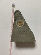 Ammonite Promicroceras Fossil - Charmouth Dorset (190 Million Years Old) 