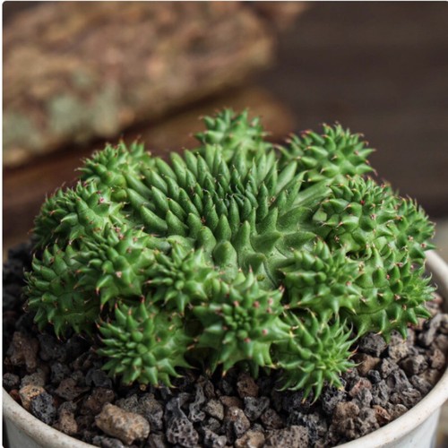 Euphorbia suzannae cactus - euphorbia,