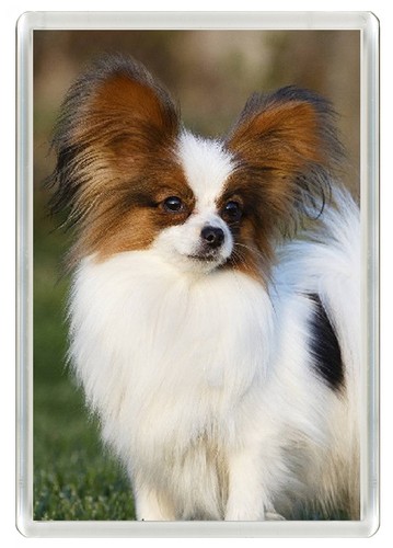 Papillon dog fridge magnet - dog,