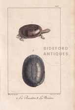 1834 HELMETED TURTLE Print - Hand-Coloured Antique Wall Art - 5.8 x 8.9 Inches