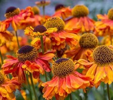 Helenium Autumnale Red & Gold,HP Sow Feb-May+Sept-Oct, Perennial Daisy, 25 Seeds