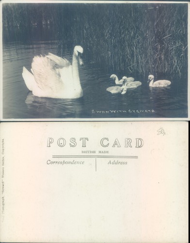 Swan with cygnets stewart - with,