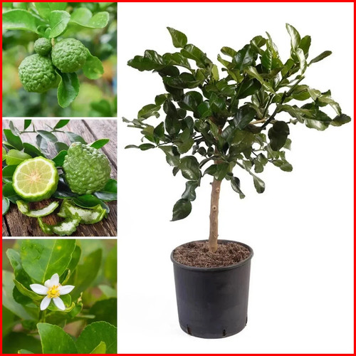Citrus kaffir lime 90cm - citrus,