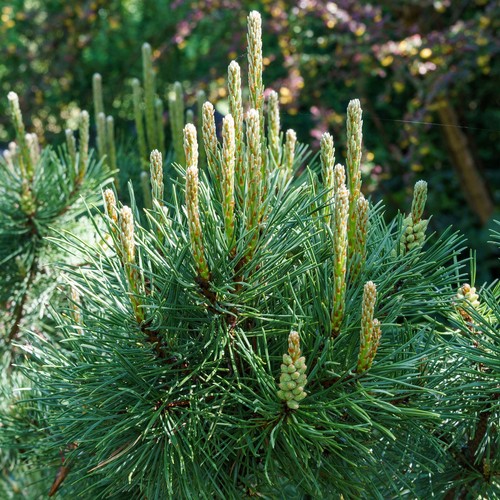 Pinus pumilio evergreen - evergreen, dwarf