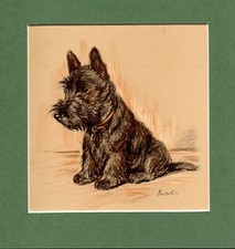 Lucy Dawson  ~ Scottish Terrier ~  Colour Print Genuine Vintage 1937