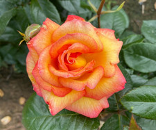 PRE ORDER - SHEILA'S PERFUME - Fragrant Pink/ Yellow Floribunda Rose - Bareroot