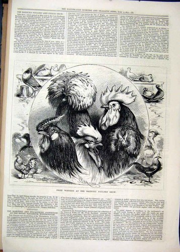 Old antique print prize - old,