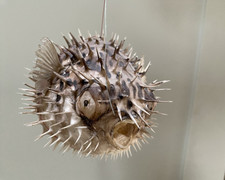 Real Taxidermy Porcupine Puffer Fish