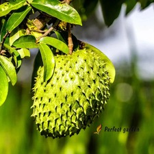 5 Seeds Annona Muricata