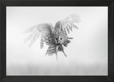 Owl in Flight, Black and White