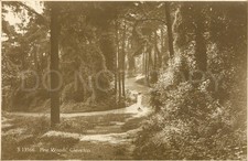 Vintage Postcard Pine Woods Clevedon England Kingsway Real Photo Card