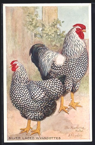 Artist postcard chicken breed - chicken,