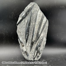 Fossilized orthoceras fossil