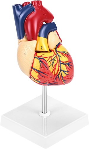 Medical anatomical heart - anatomical, model