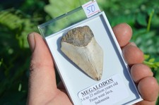 WOW, Genuine MEGALODON SHARK
