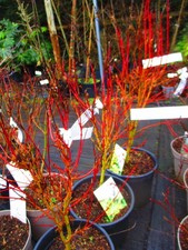 4ft inc. pot Japanese Maple
