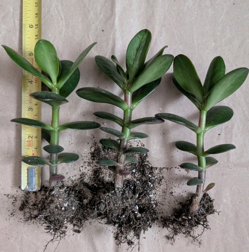 Mix jade plant money tree - money,