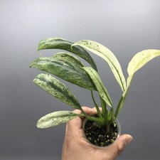 Epipremnum Giganteum Marble