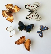 Butterfly Collection Set x6