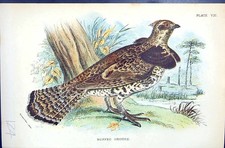 Old Antique Print 1896 Lloyd