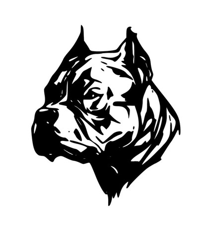 American bully pitbull - american,