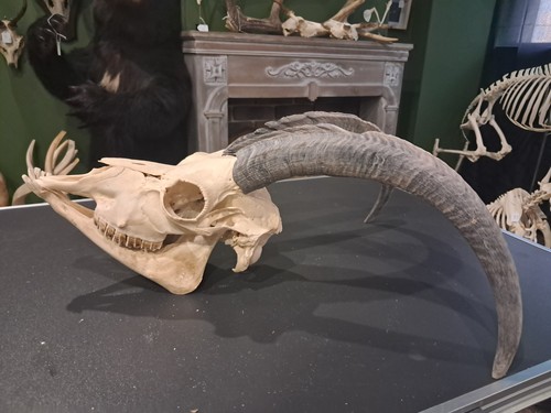 Goat skull with - large, horns