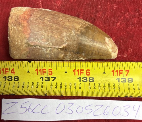 Rare carcharodontosaurus - rare,