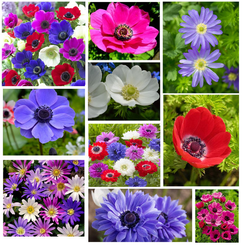 Anemone bulbs collection - bulbs,