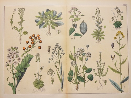 Antique illustration 1869 - illustration,
