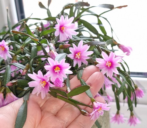 Hatiora rosea miniature - 2x,