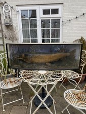 Huge antique taxidermy stuffed pike in case.