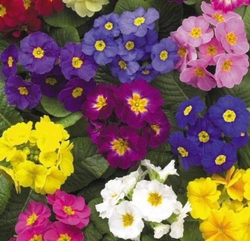 Garden cottage primula - garden,