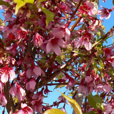 Cherry Blossom 'Okame'. 9cm Plant x 2. Prunus shrub. Ornamental tree. Sakura
