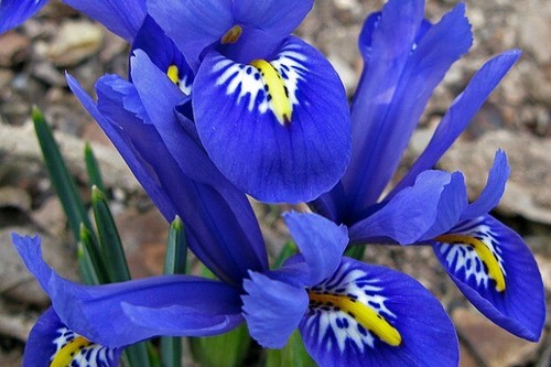 Fragrant iris - 12, x