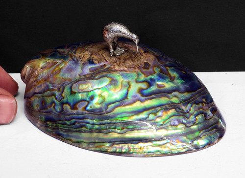 Abalone paua polished shell - abalone,