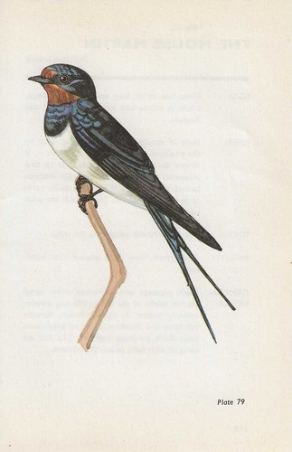 Vintage bird print book - bird,