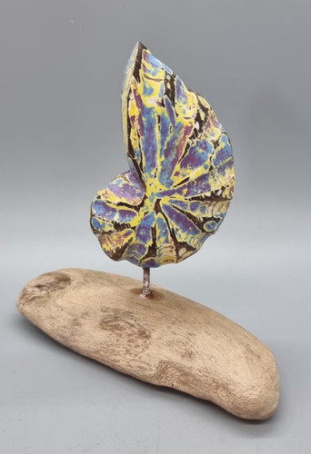 Shell carving driftwood - shell,