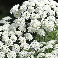 100 Giant Ammi Majus Seeds Umbrella Snow Tall White Wild Cut Flower Packets