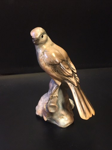 Tay italy kingbird - tay,