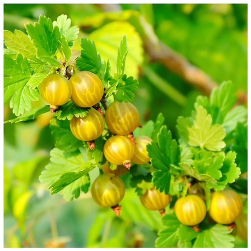Yellow gooseberry plant - 1,