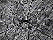 Trees Vintage Photography Old Cracked Trunk Rings Wood Art Print Poster Bb10120