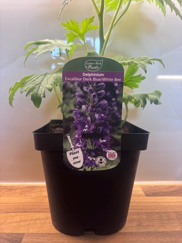 Delphinium excalibur dark blue - excalibur,